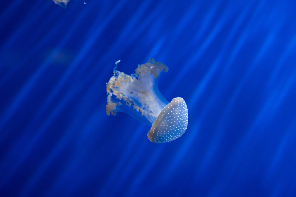 pretty cloudy White-spotted Jellyfish