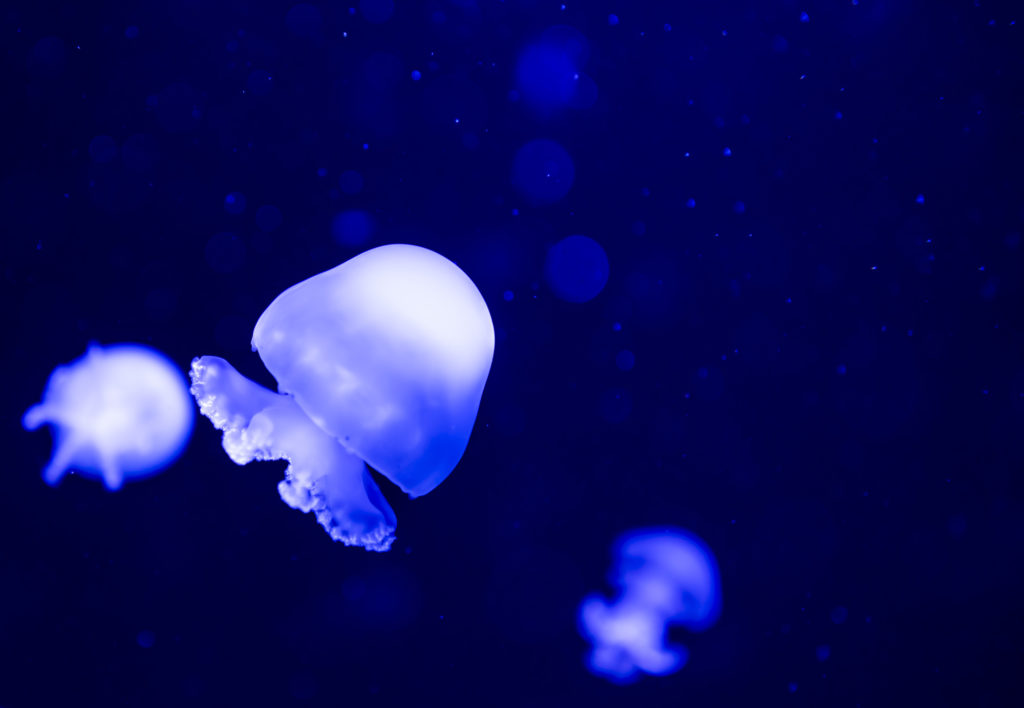 cute tiny gumdrop shaped Cannonball Jellyfish