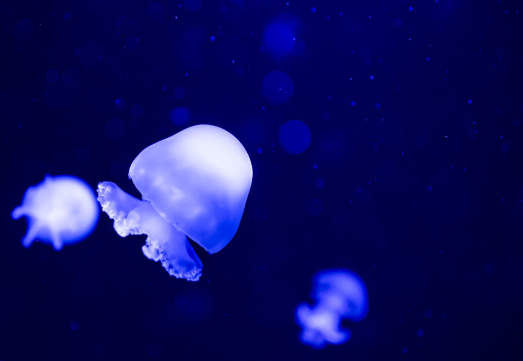 smallest jellyfish