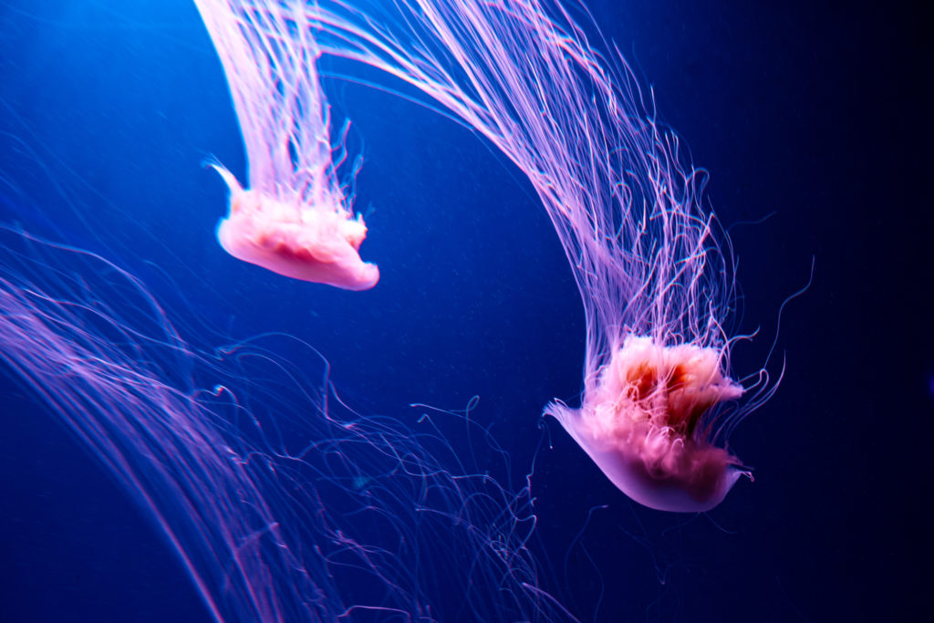 beautiful pink Lion's Mane Jellyfish