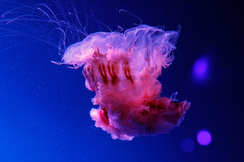 pink meanie jellyfish in aquatic blue waters