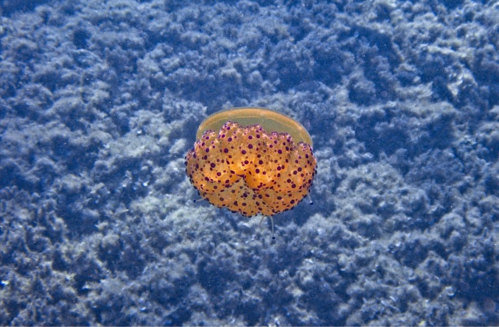orangey yellow with purple spots Fried Egg Jellyfish