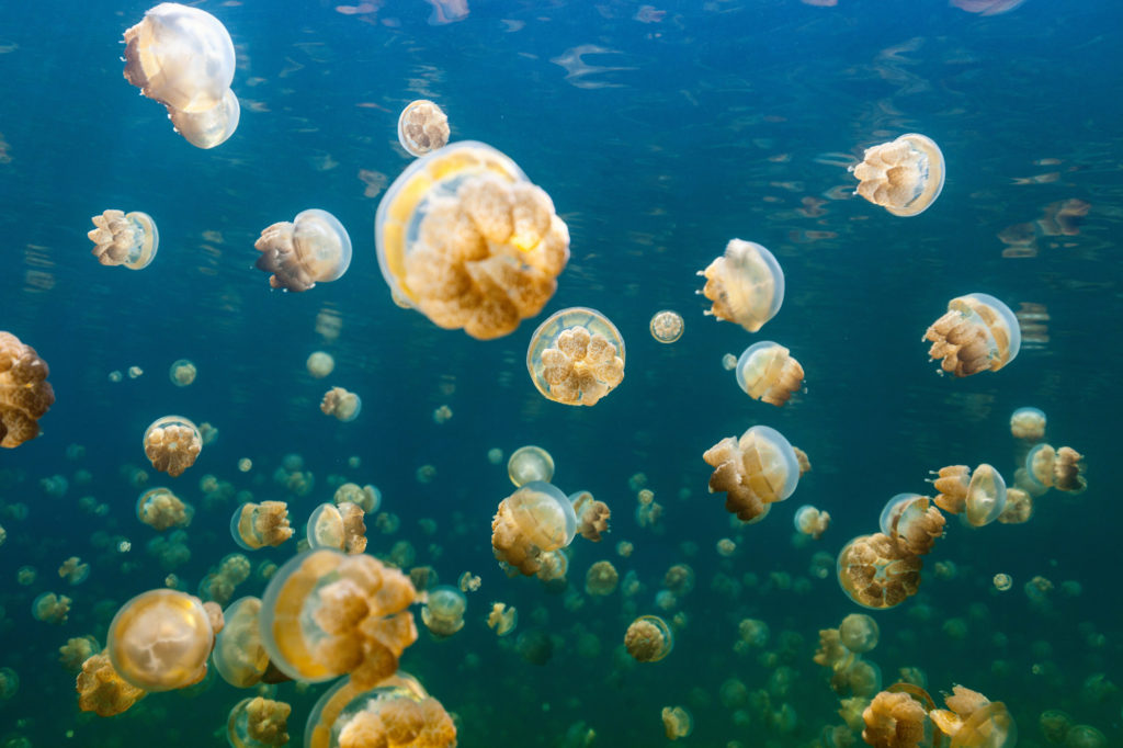 lake of jellyfish swimming in dark blue ocean