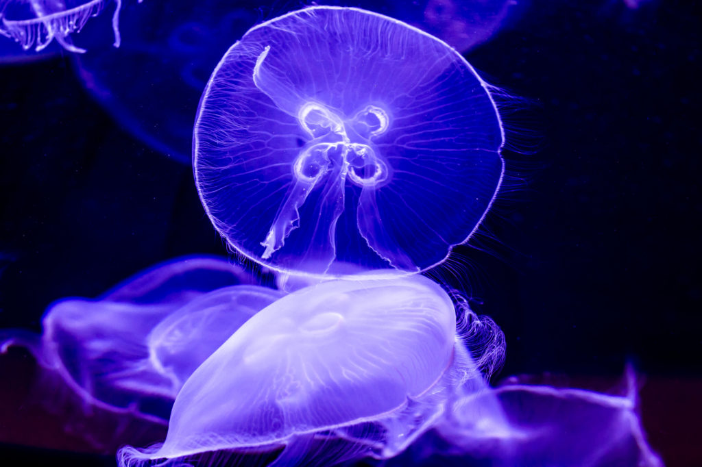 purple glow in the dark looking Moon Jellyfish