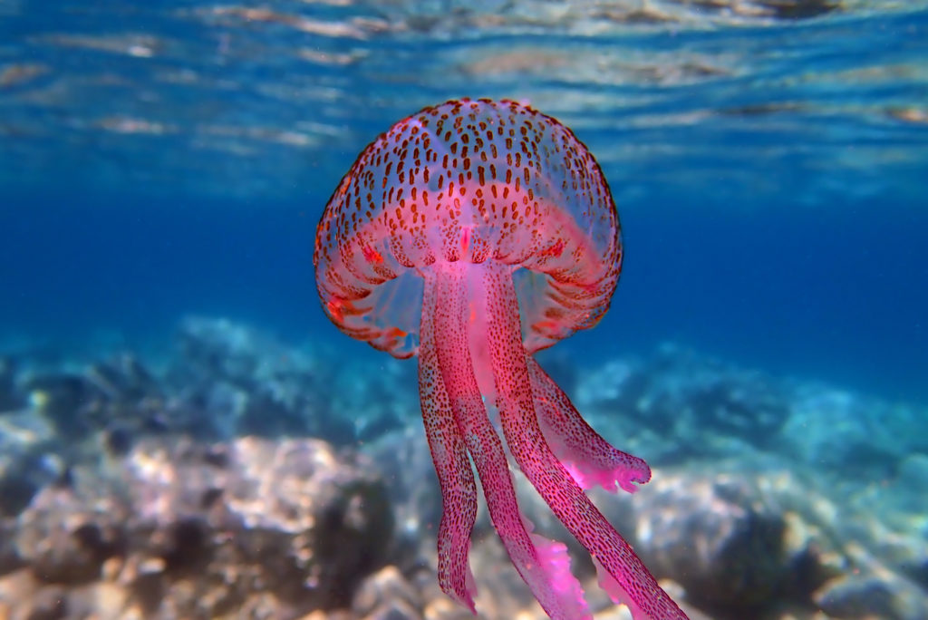 gorgeous hot pink spotted Muave Stinger Jellyfish