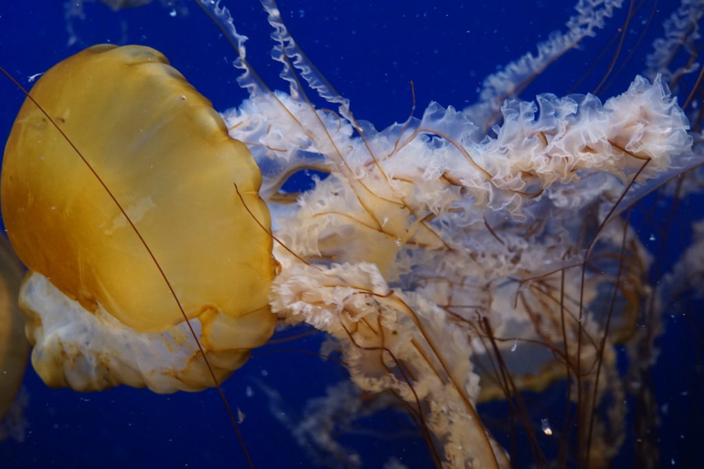 Yellow ruffled cloudy looking Pacific Sea Nettle Jellyfish