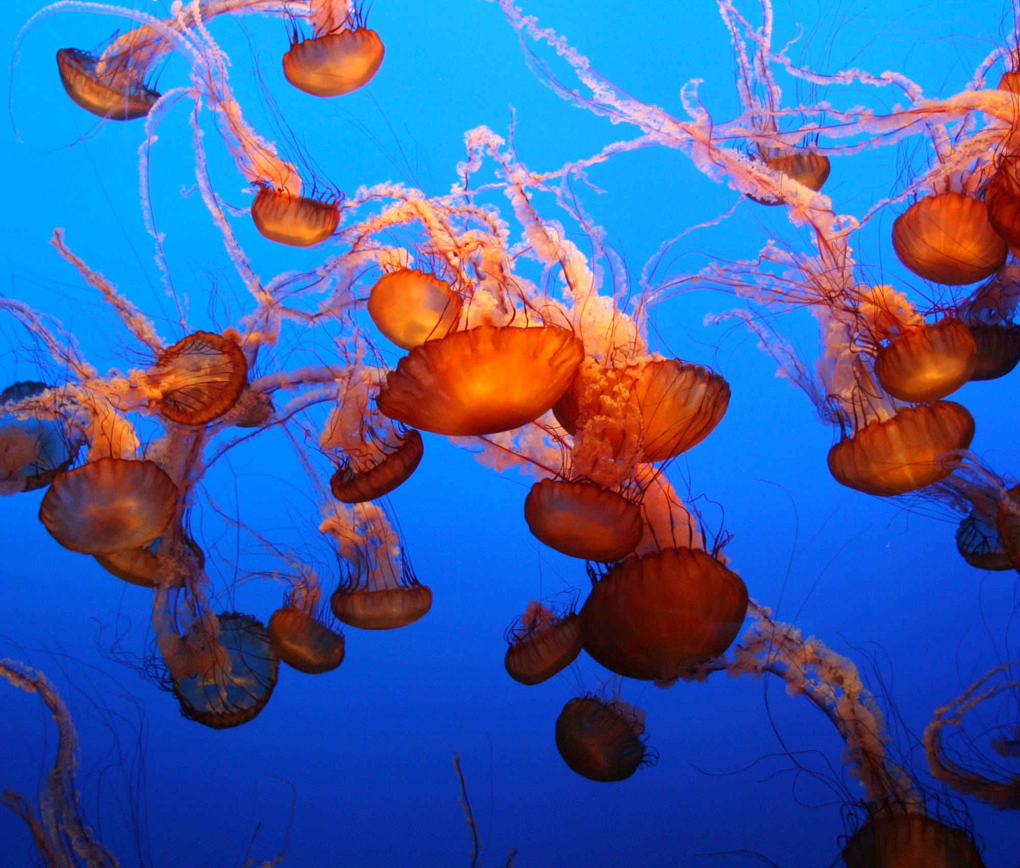 The Ultimate Guide to Jellyfish