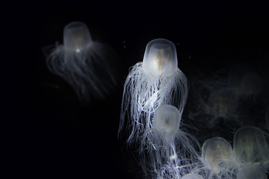 see-through round top Sea Wasp Jellyfish