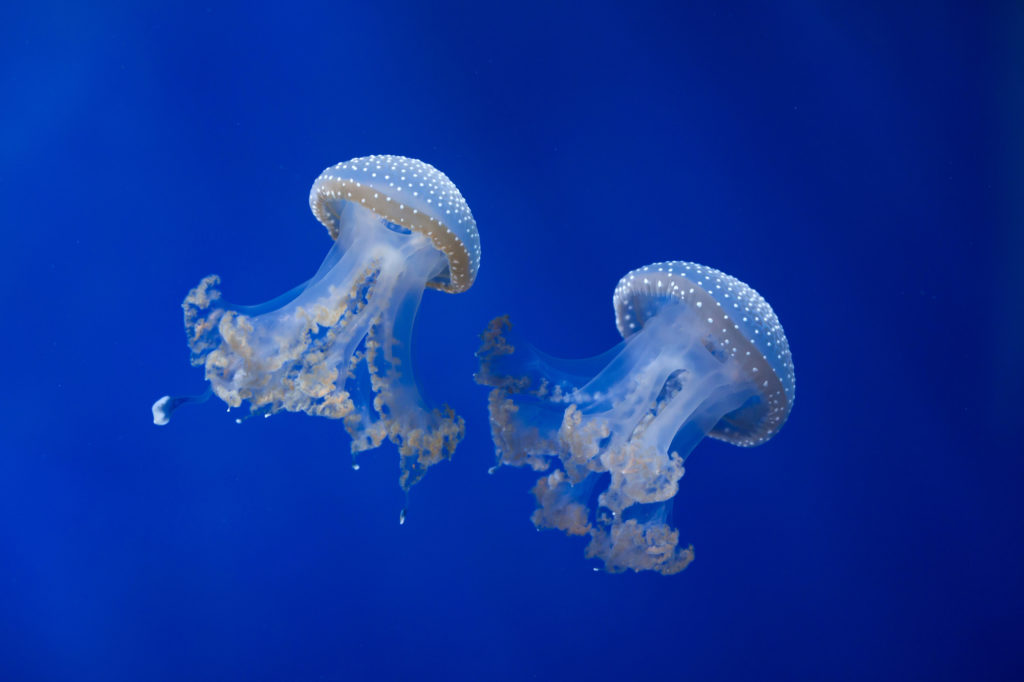 gorgeous cloudy white polka-dotted White-spotted Jellyfish 