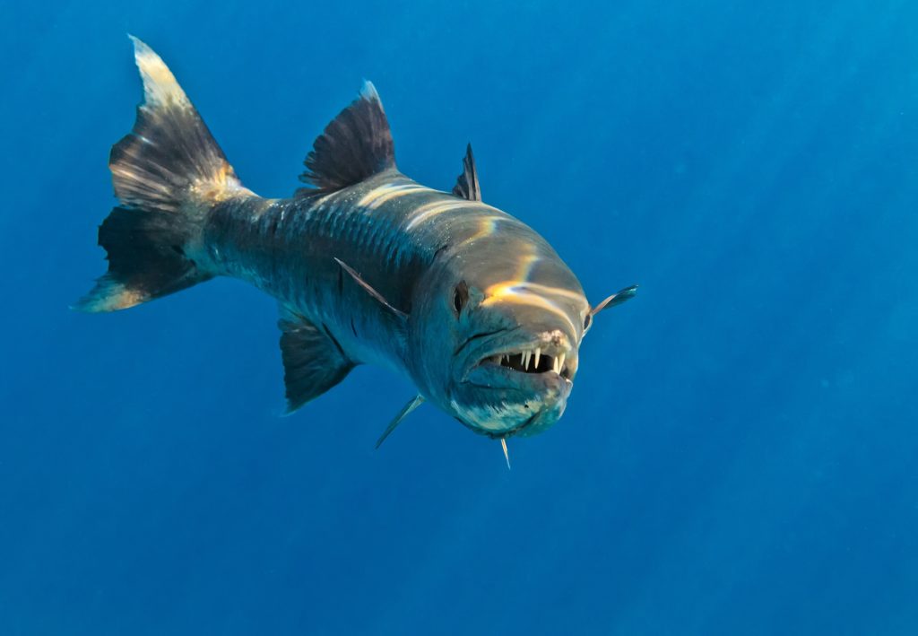 clear under water image of Great Barracuda Fish