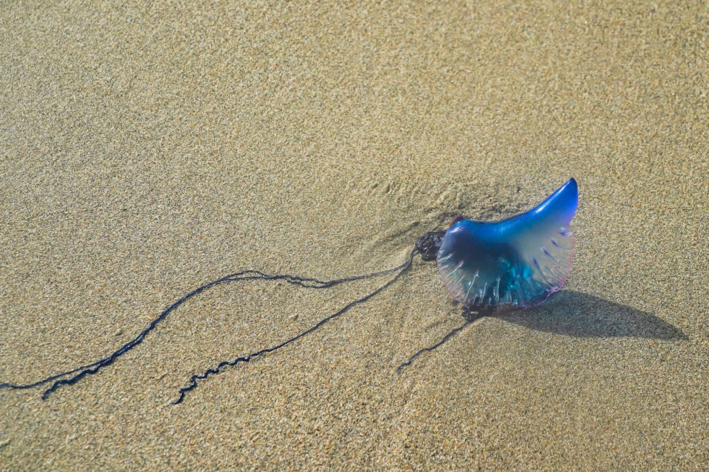 blue and pink Portuguese Man-o'-War Jellyfish in the sand