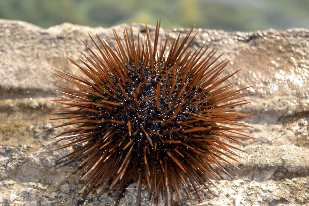 clear image of orange and black spiky Sea Urchin 