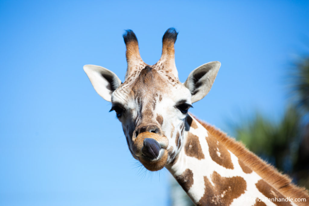 giraffe linking his mouth with blue sky in the background and trees blurred at the gulf breeze zoo