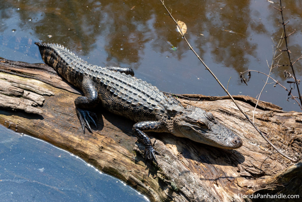 alligator resting on top of the wooden branch with turtle next to it