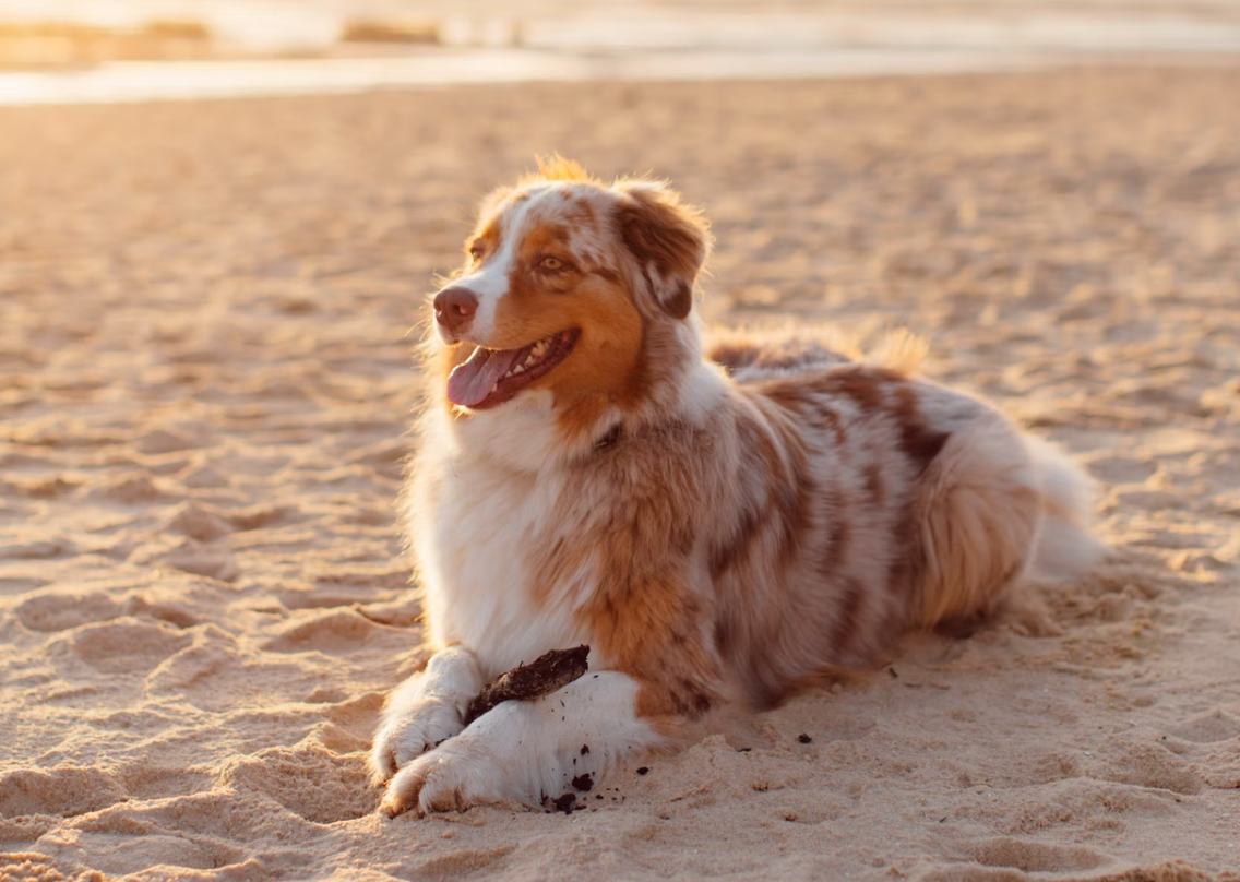 Dog-Friendly 30A: Beaches, Restaurants, & Parks to Bring Your Pet Along