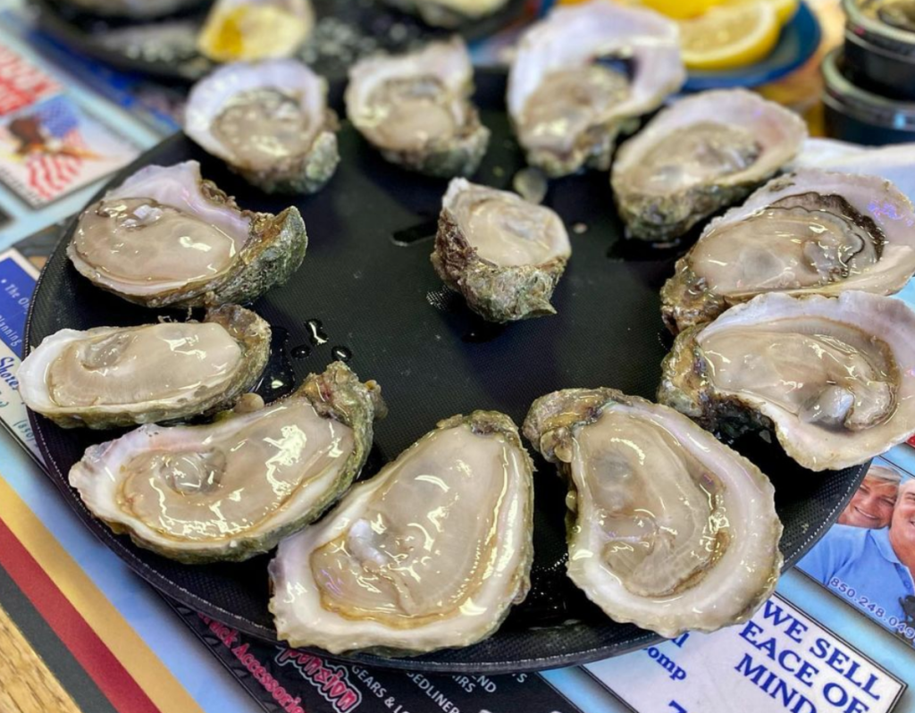 plate of oysters 
