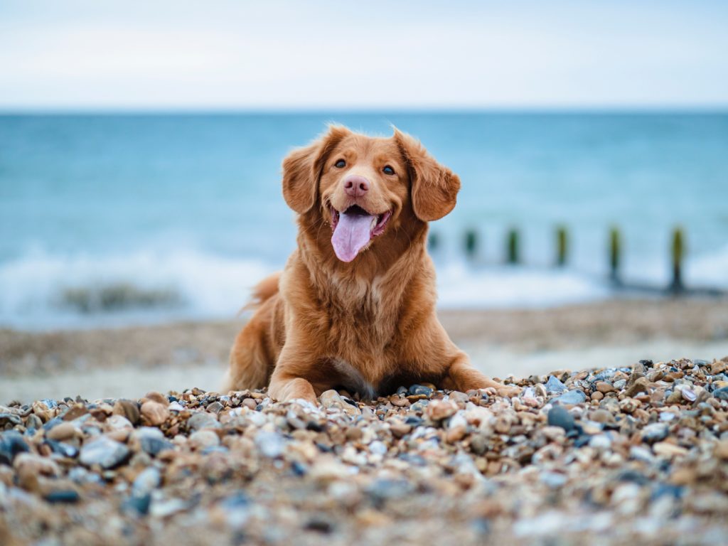 are dogs allowed at avalon beach state park