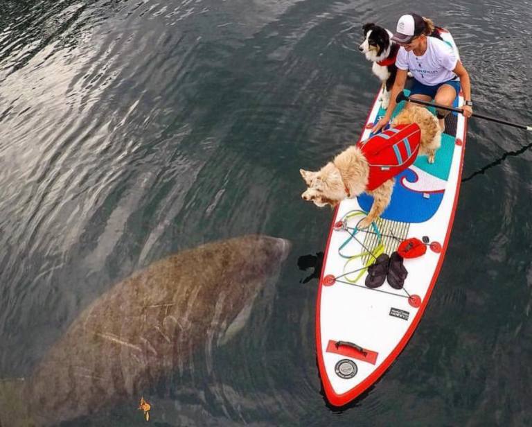 Your Ultimate Guide to the Best Surfing in Destin, Florida