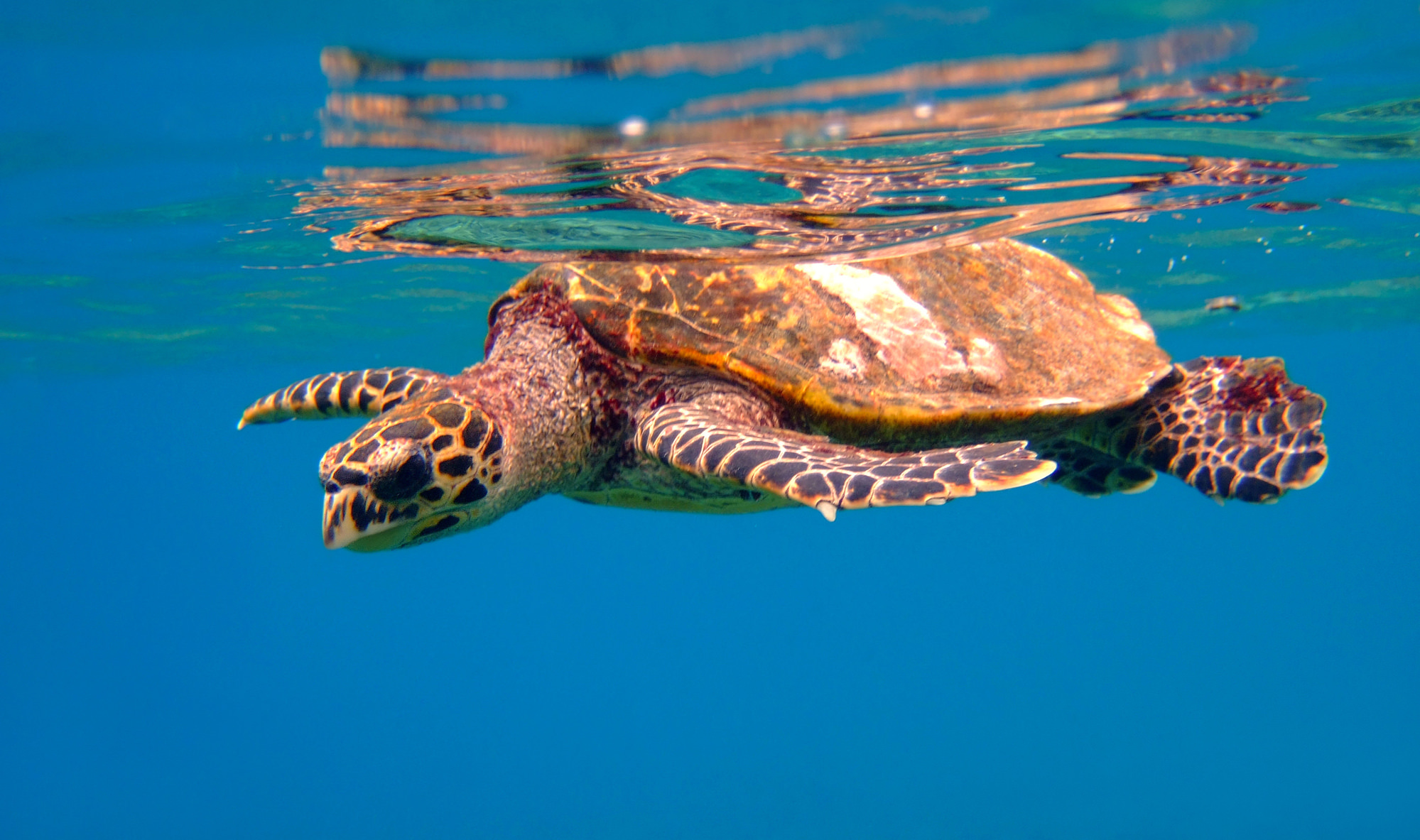 Pensacola Beach Sea Turtle Guide