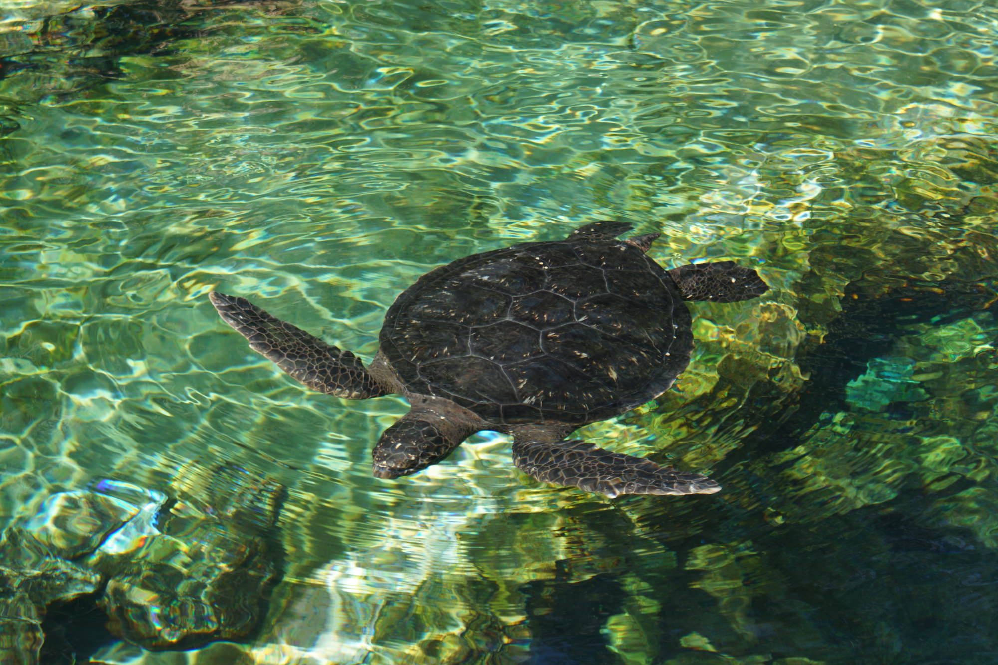 The Ultimate Pensacola Beach, FL Sea Turtle Guide