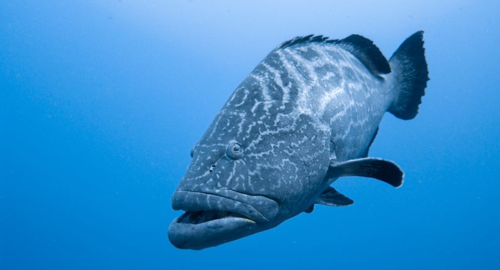 grouper in the blue water