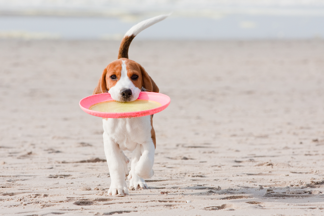 Fun in the Sun: How to Keep Your Dog Safe at the Beach