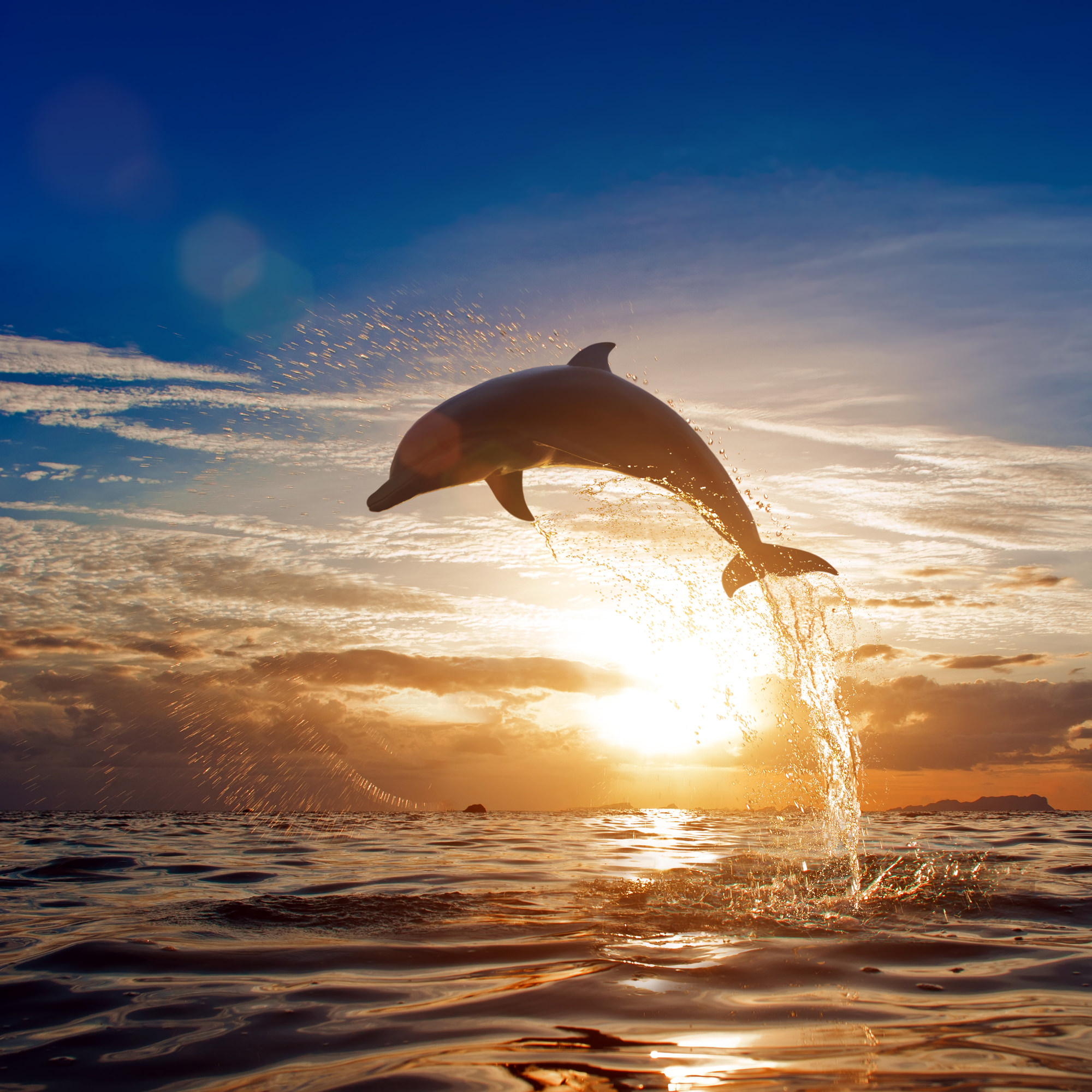 Top 3 Dolphin Tours in Cape San Blas