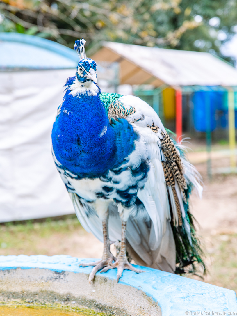 Pensacola Beach Things To Do - Uncle Sandy’s Macaw Bird Park - Original Photo