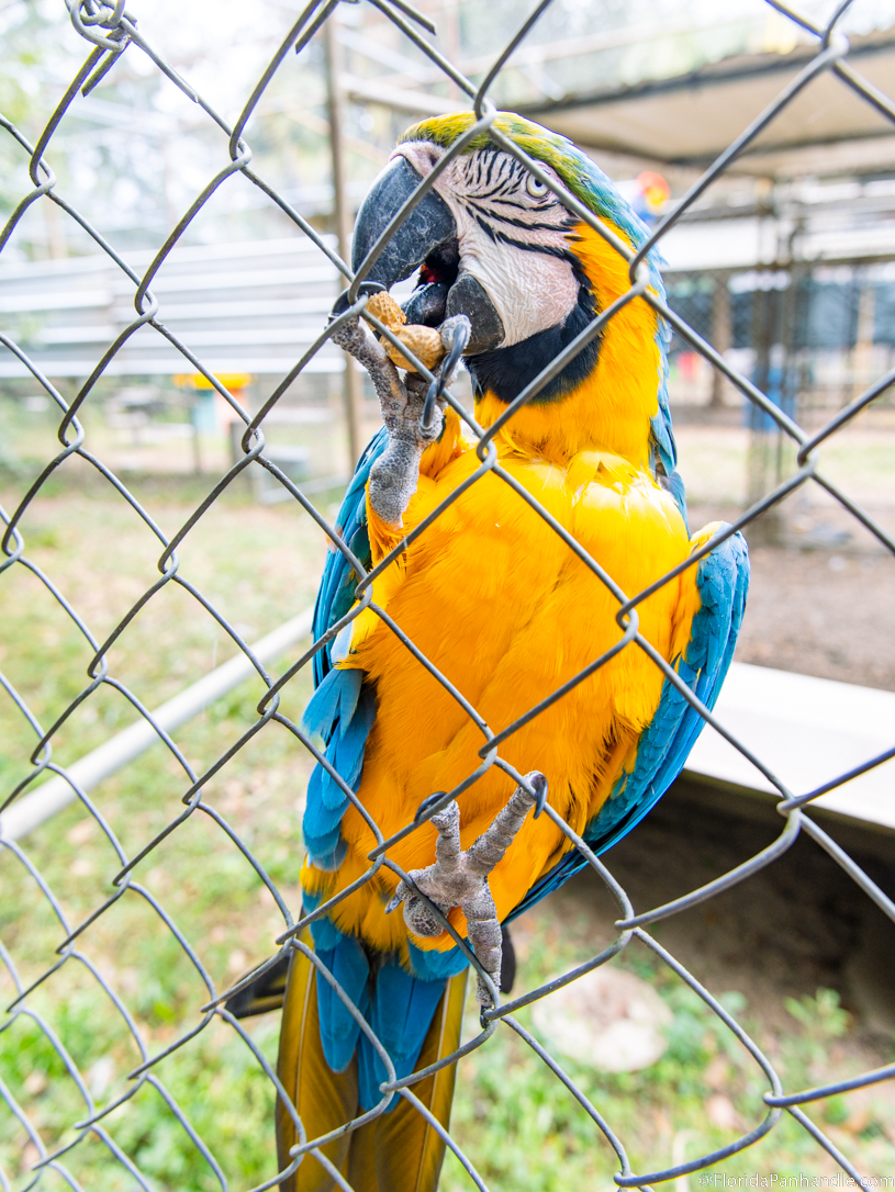 Pensacola Beach Things To Do - Uncle Sandy’s Macaw Bird Park - Original Photo