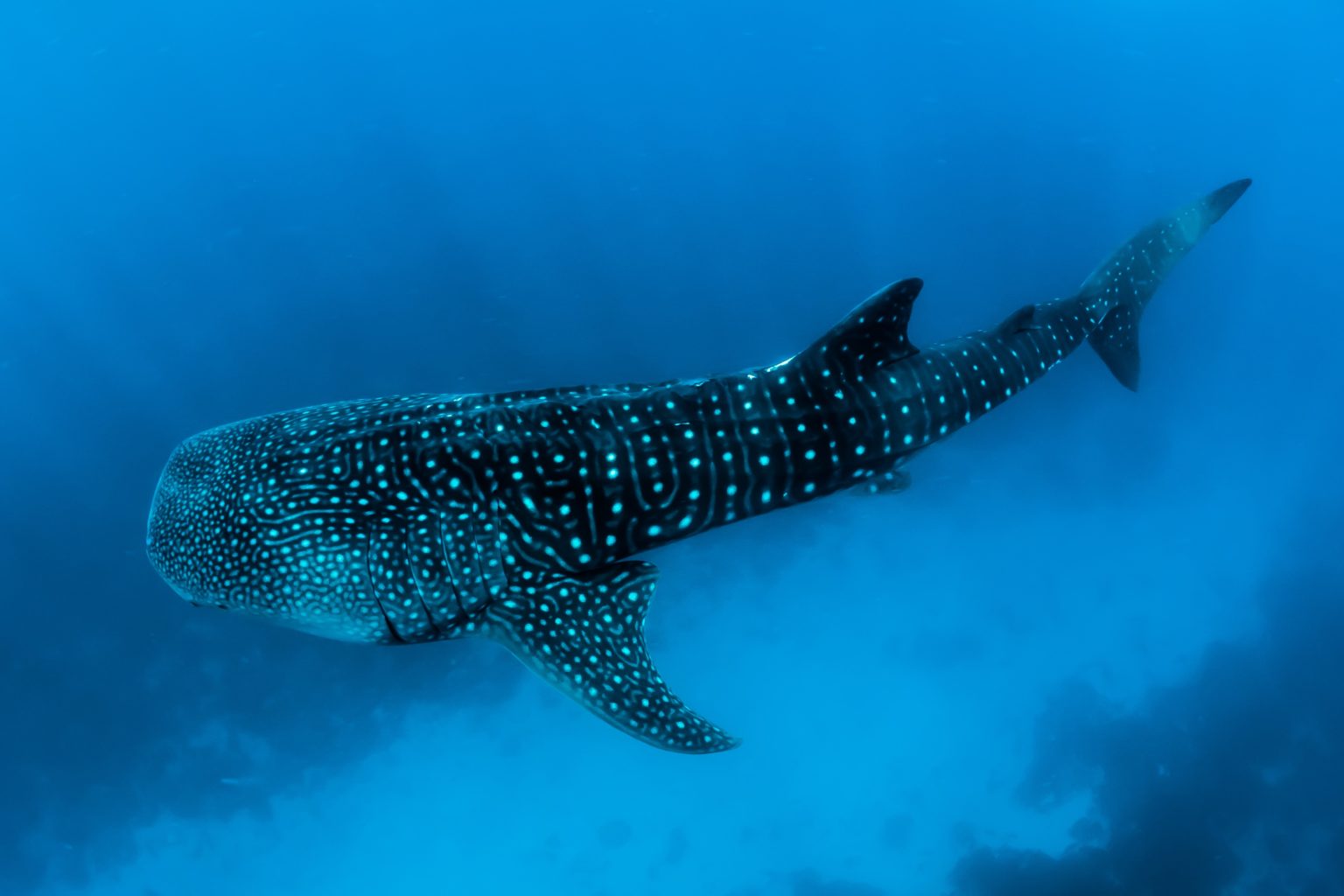 Are There Sharks in Destin, Florida? What You Need to Know