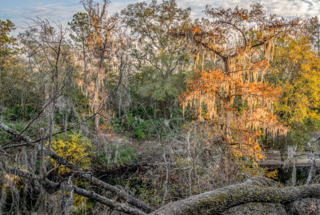 View of the swampy nature at Florida National Scenic Trail