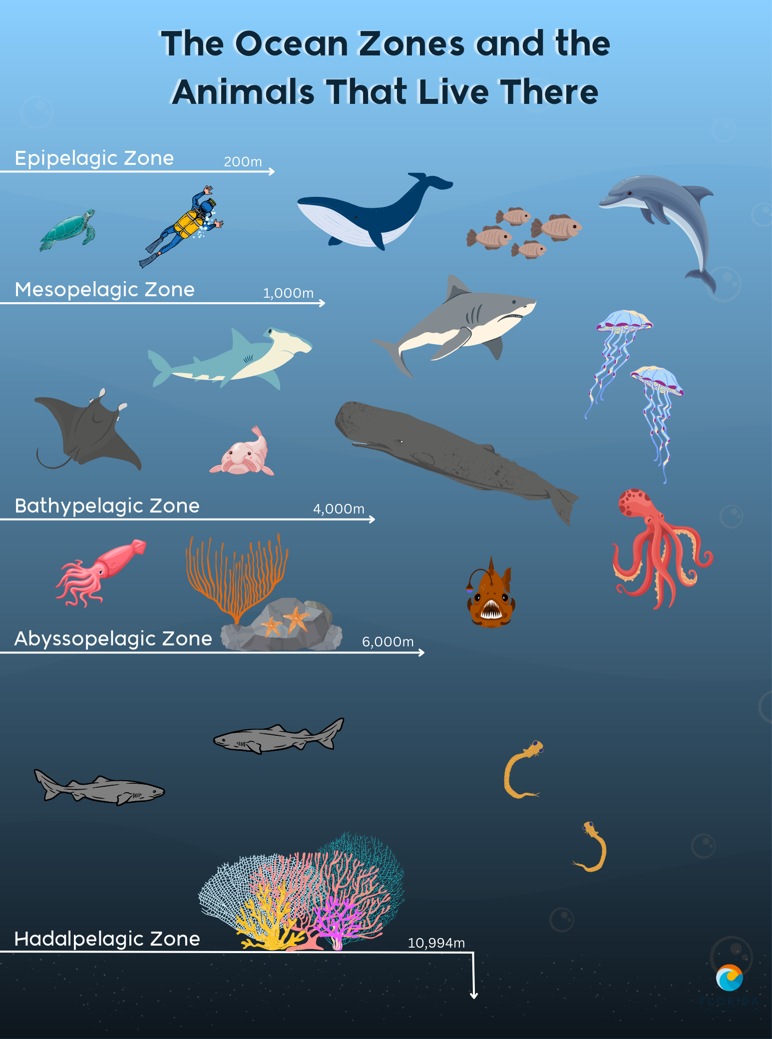the abyss ocean zone
