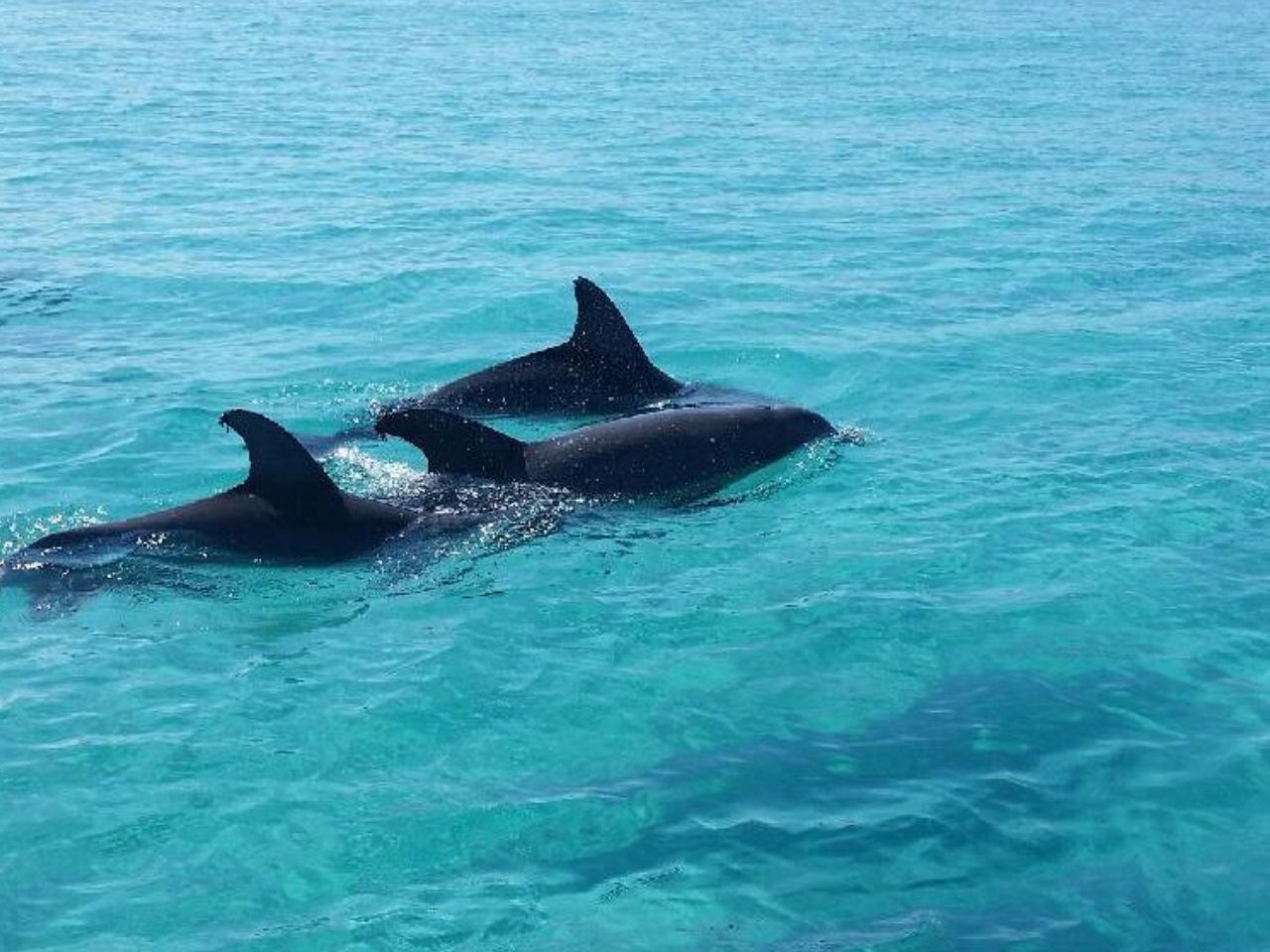 Explore 5 Incredible Places to Jet Ski in Panama City Beach, FL